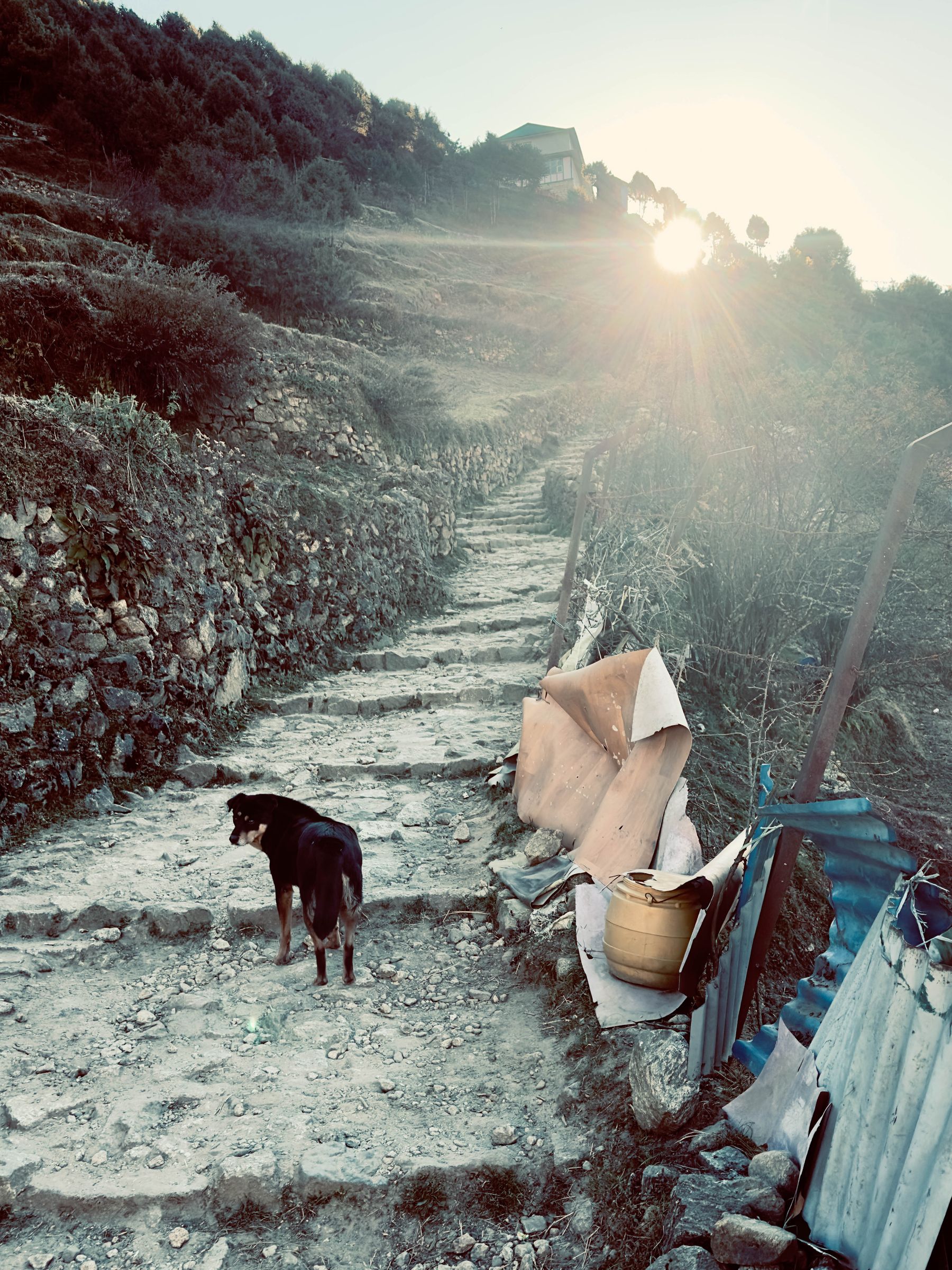 Dog Leads the Way at Sunrise